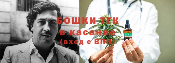 сатива Новокубанск