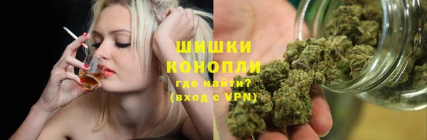 сатива Новокубанск