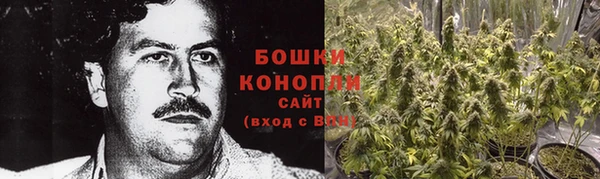 сатива Новокубанск